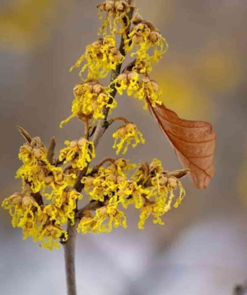 Surprising Witch Hazel Benefits, and Side Effects